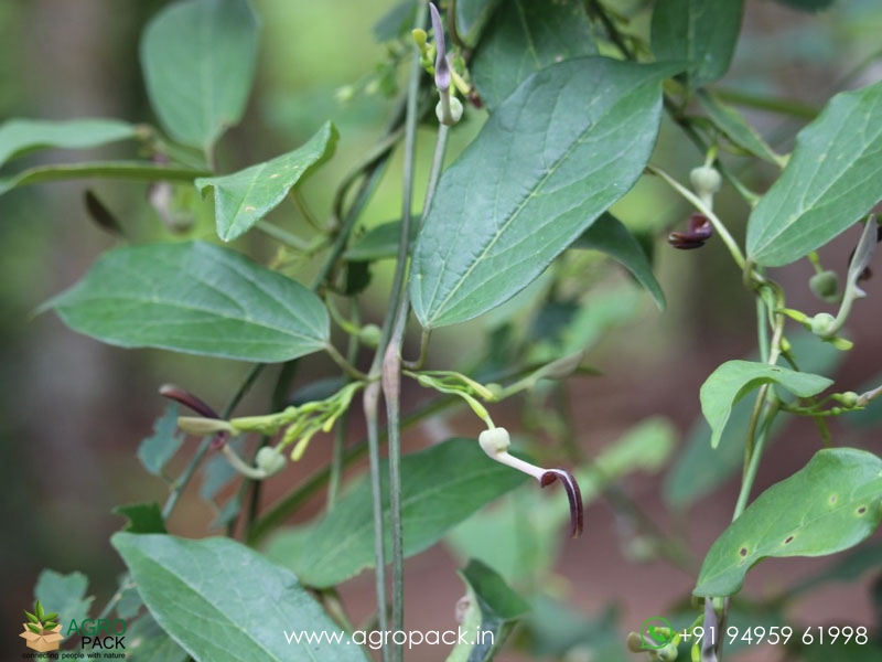 Aristolochia-acuminata5