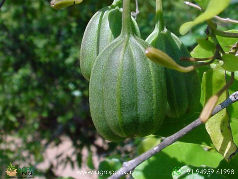 Aristolochia-acuminata6