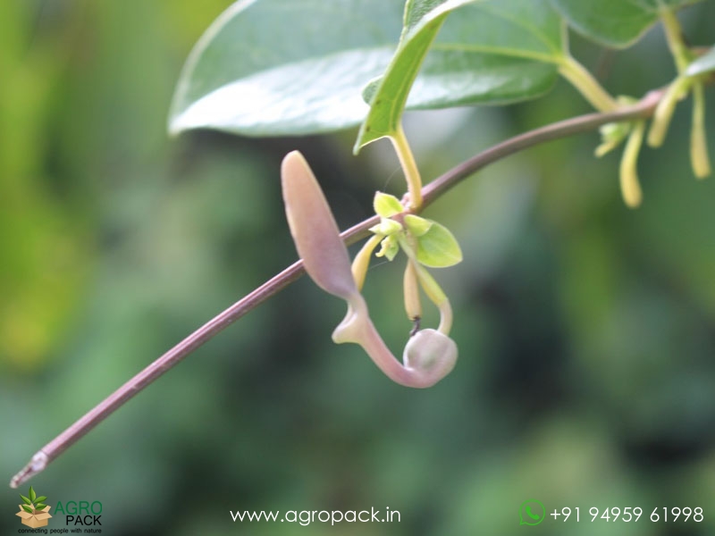 Aristolochia-indica2