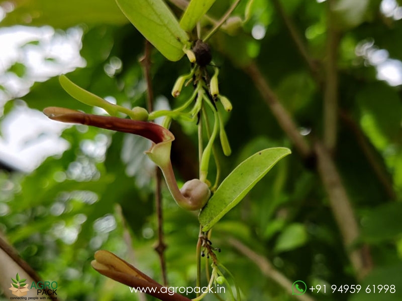Aristolochia-indica3