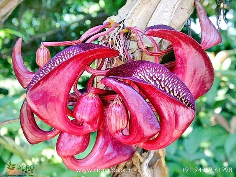 Aristolochia-leuconeura-pipevine1