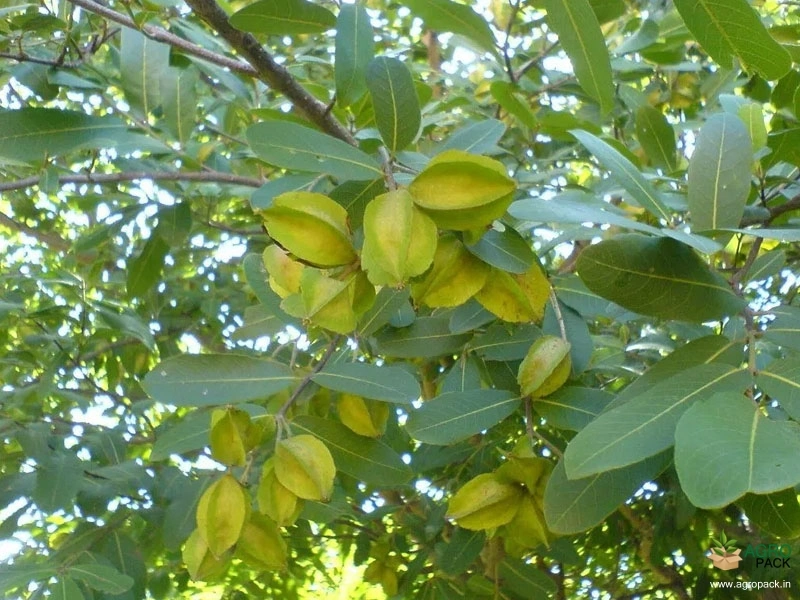 Arjuna1
