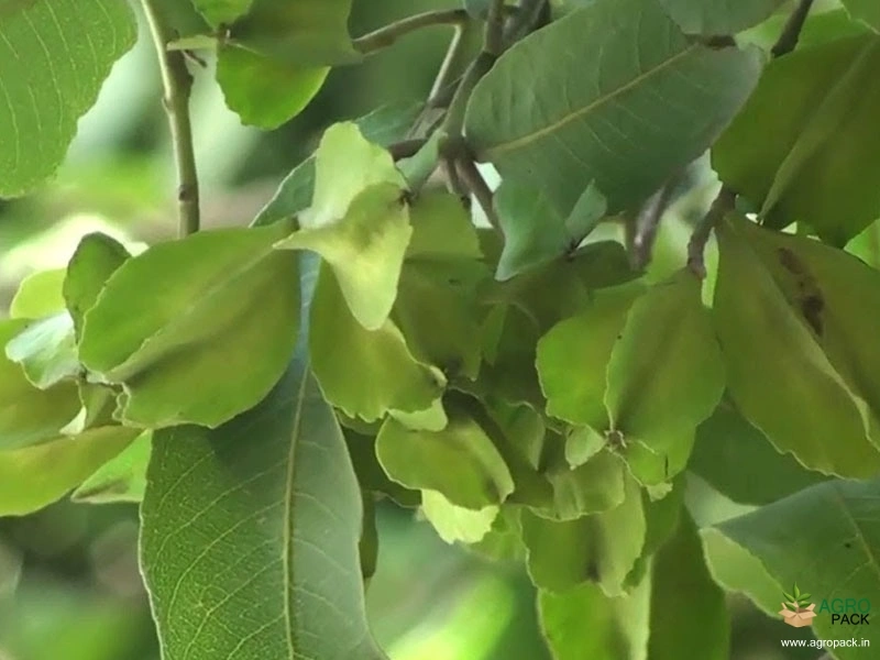 Arjuna3
