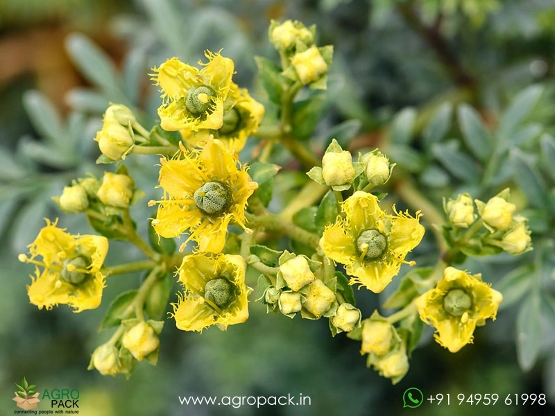 Arutha-Ruta-chalepensis4
