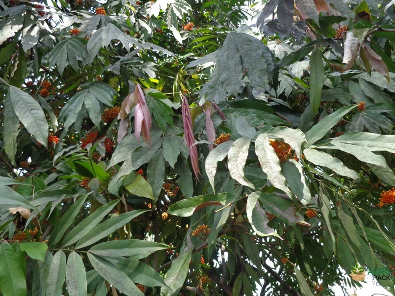 Ashokam4