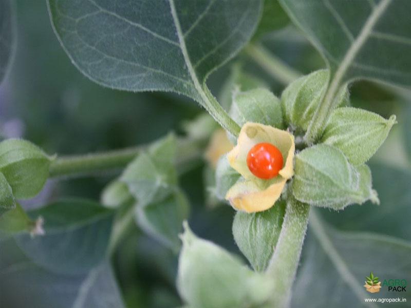 Ashwagandha1