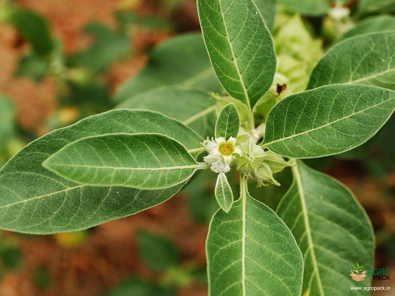 Ashwagandha2