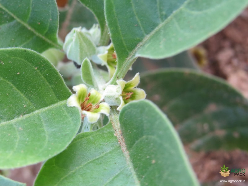 Ashwagandha3