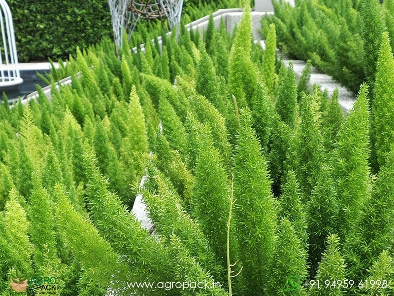 Asparagus-Mayerri-Foxtail-Fern1