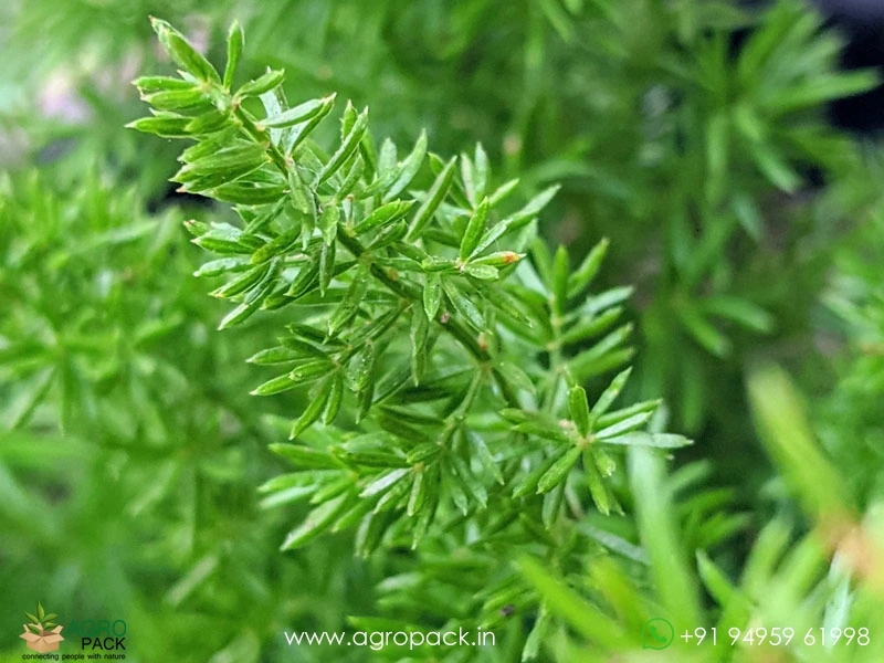 Asparagus-Mayerri-Foxtail-Fern2