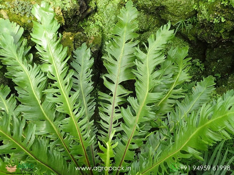 Aspelium-Nidus-Fimbriatum-Fern1