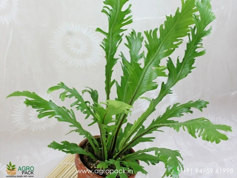 Aspelium-Nidus-Fimbriatum-Fern2