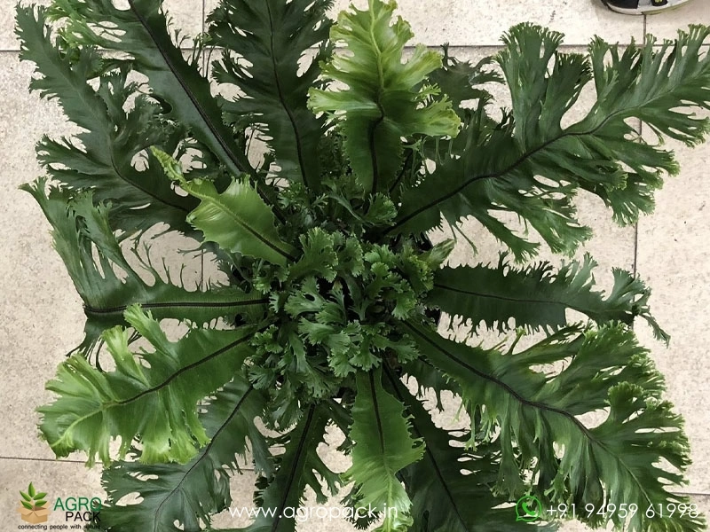 Aspelium-Nidus-Fimbriatum-Fern3