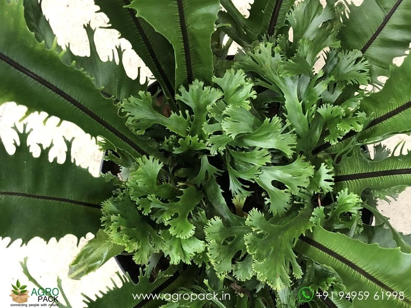 Aspelium-Nidus-Fimbriatum-Fern4
