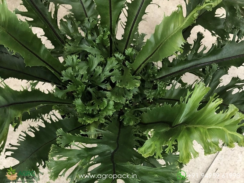 Aspelium-Nidus-Fimbriatum-Fern5