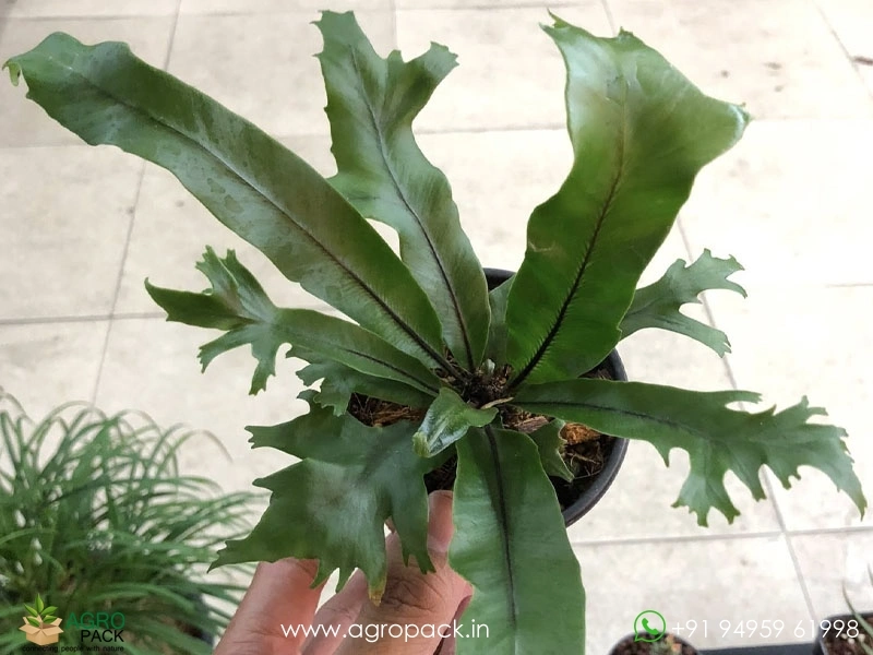 Aspelium-Nidus-Fimbriatum-Fern6