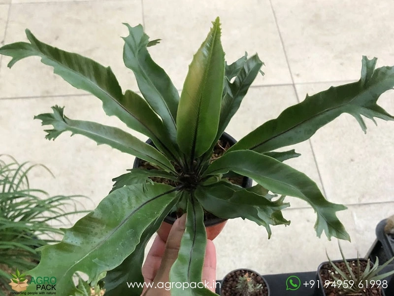 Aspelium-Nidus-Fimbriatum-Fern7