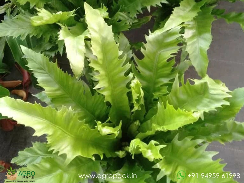 Asplenium-Venus-Birdnest--Fern1