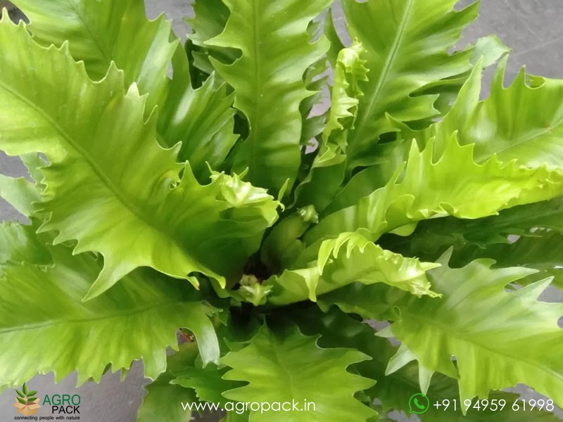 Asplenium-Venus-Birdnest--Fern2
