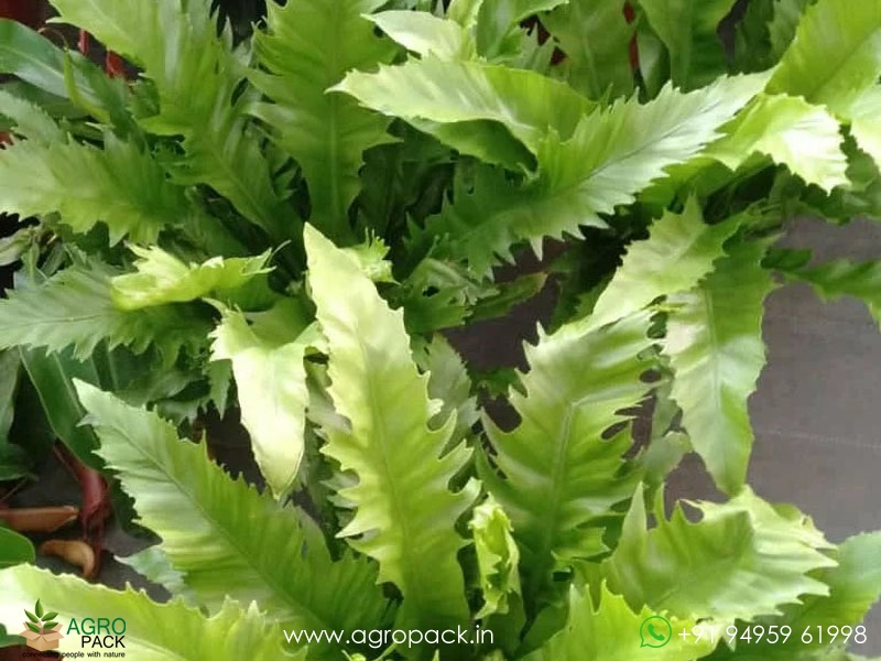 Asplenium-Venus-Birdnest--Fern3