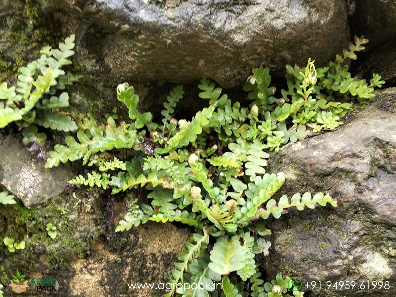 Asplenium-ceterach-fern2