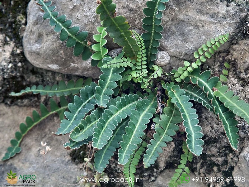 Asplenium-ceterach-fern4