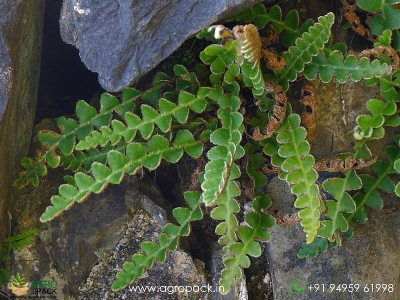 Asplenium-ceterach-fern6