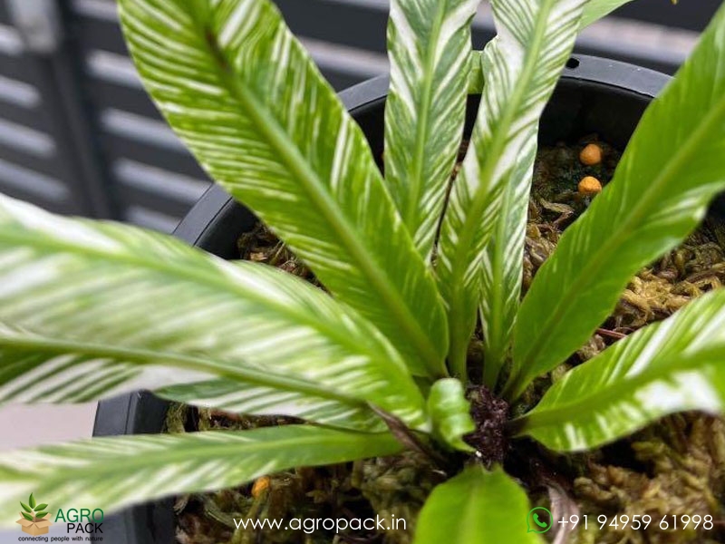 Asplenum-Nidus-Aurea-Veregated-Fern1