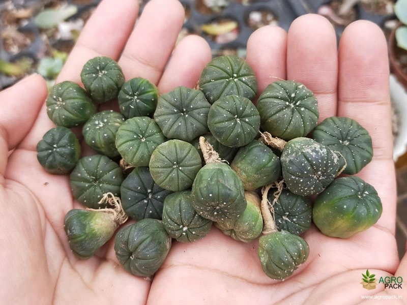 Asterias-Cactus-Plants6