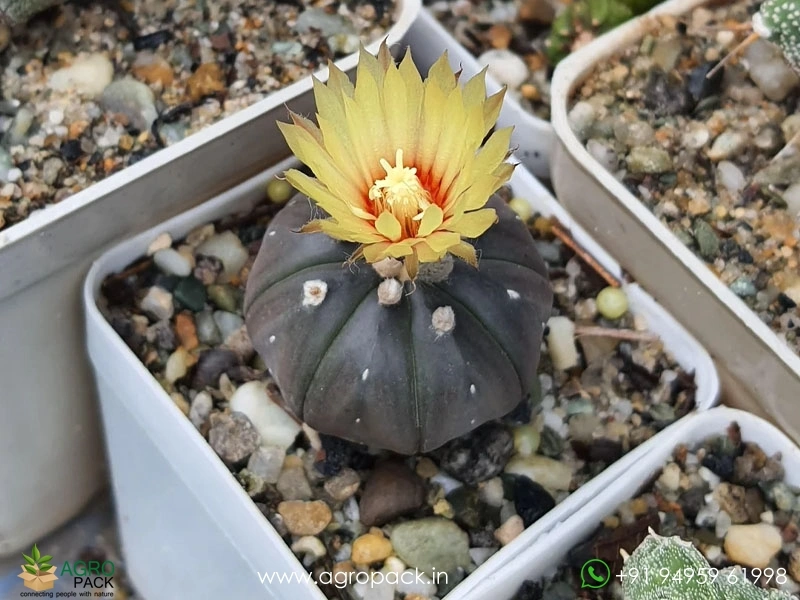 Astrophytum-Asterias-Black1