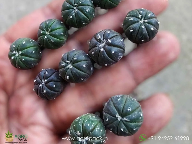 Astrophytum-Asterias-Black2