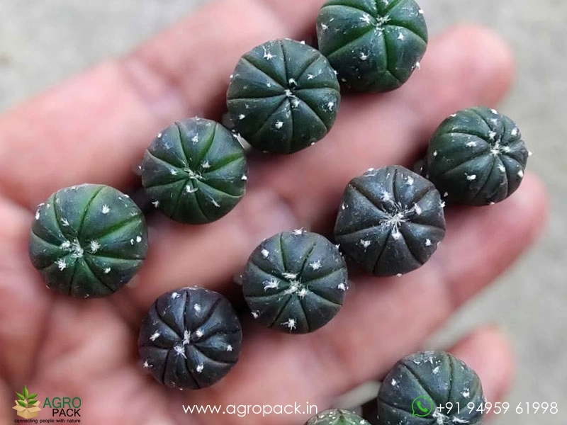 Astrophytum-Asterias-Black3
