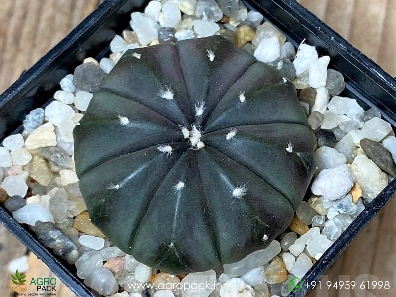 Astrophytum-Asterias-Black4
