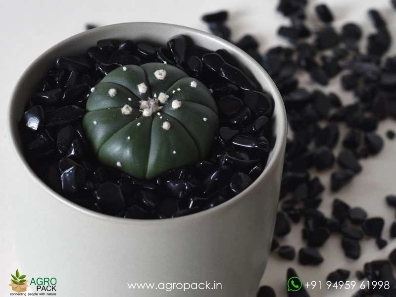 Astrophytum-Asterias-Black5