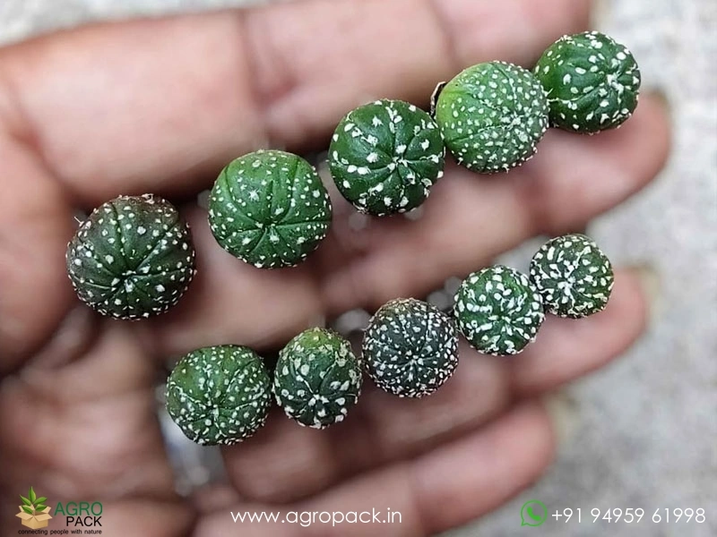 Astrophytum-Asterias-Superkabuto1
