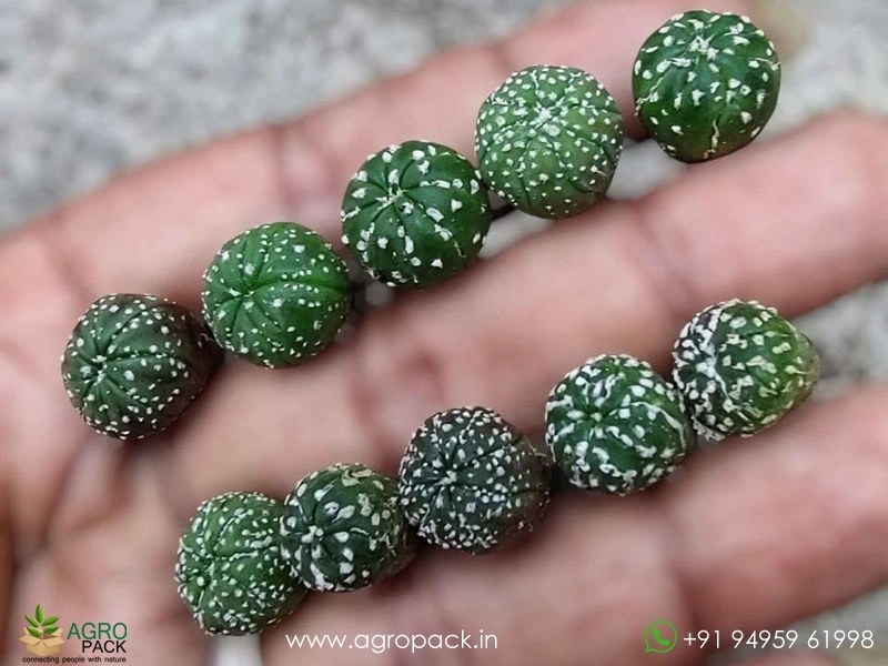 Astrophytum-Asterias-Superkabuto2