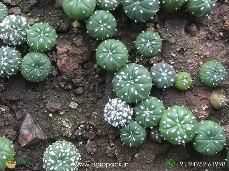 Astrophytum-Asterias-Superkabuto3