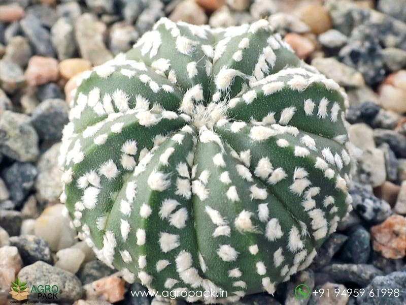 Astrophytum-Asterias-Superkabuto5