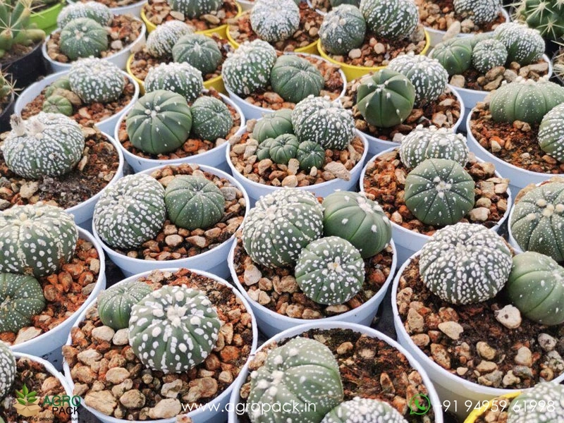 Astrophytum-Asterias-Superkabuto6