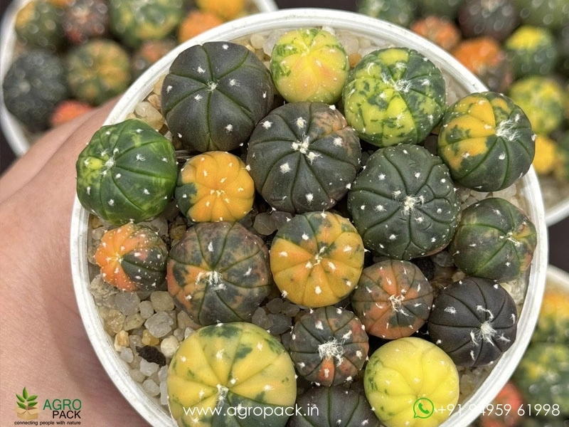 Astrophytum-Asterias-Variegata-Cactus3