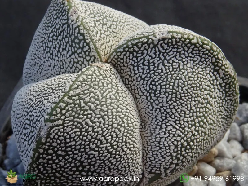 Astrophytum-Onzuka-Tricostatum1