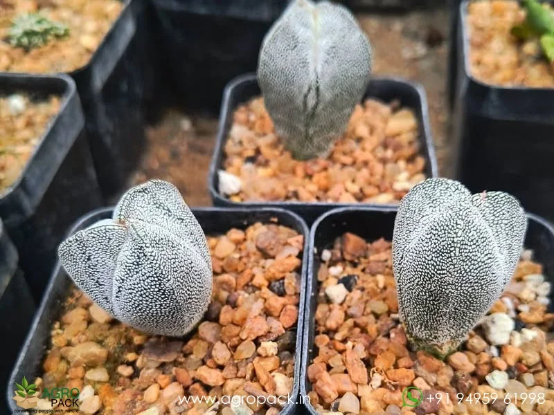 Astrophytum-Onzuka-Tricostatum2