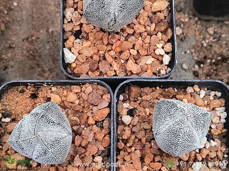 Astrophytum-Onzuka-Tricostatum3