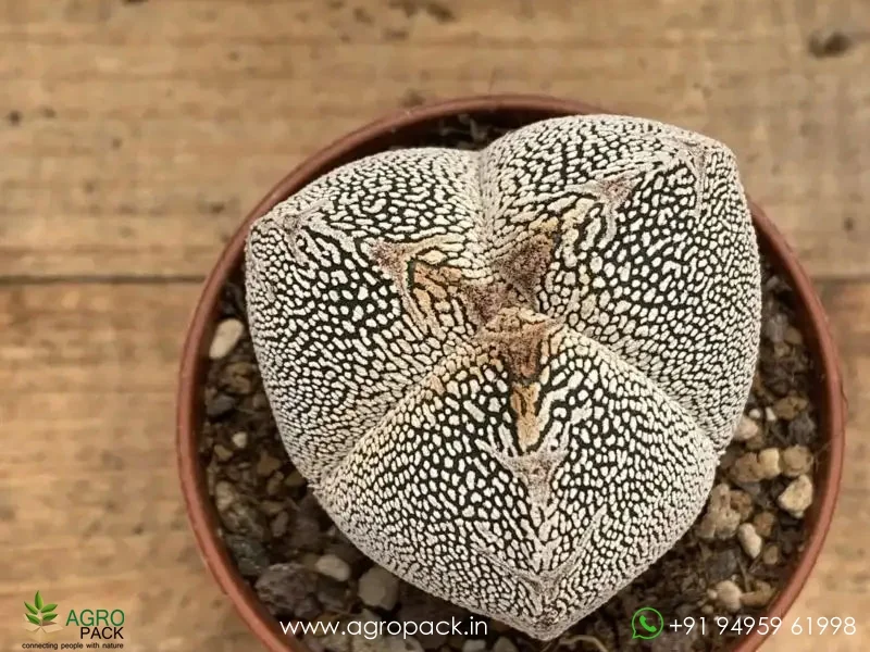 Astrophytum-Onzuka-Tricostatum5