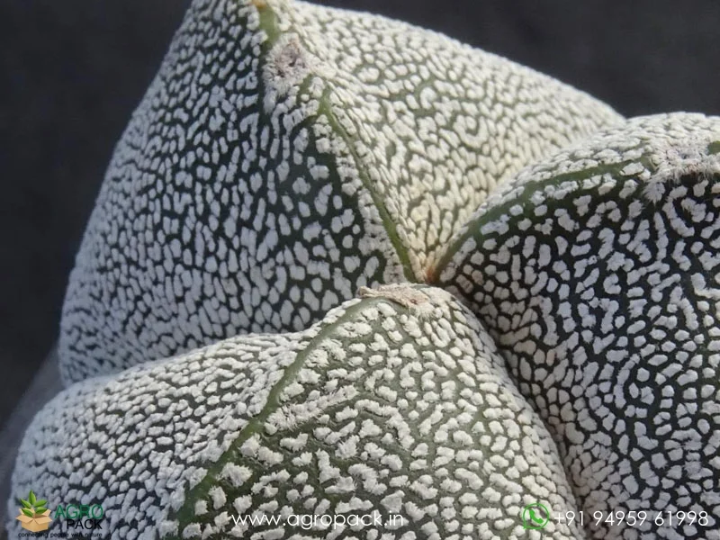 Astrophytum-Onzuka-Tricostatum6