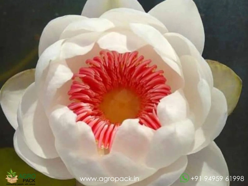 Aussie-Water-Lily1