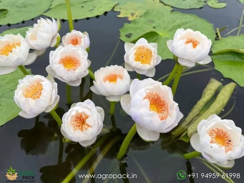 Aussie-Water-Lily2