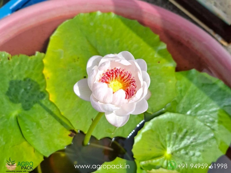 Aussie-Water-Lily4