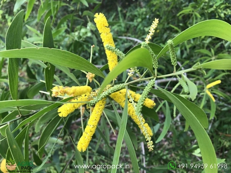 Australian-wattle1