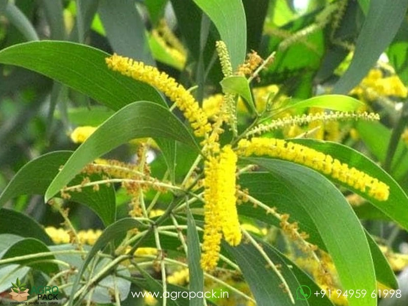Australian-wattle4